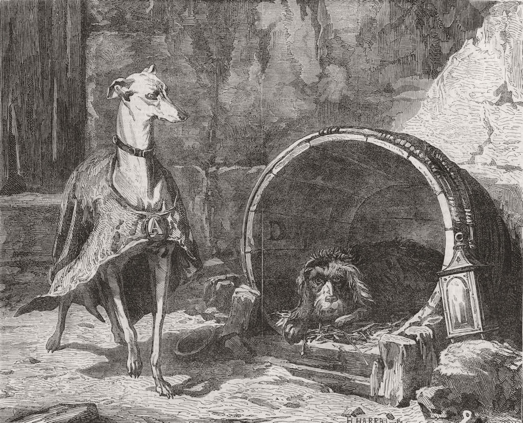 DOGS. Alexander and Diogenes 1859 old antique vintage print picture